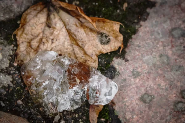 Коричневый Кленовый Лист Покрыт Прозрачным Кусочком Льда Лежащим Каменных Звездах — стоковое фото