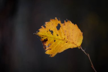 Küçük sarı ıhlamur yaprağı, küçük ağaç gövdesinde delikler, kara bulanık orman arka planında.