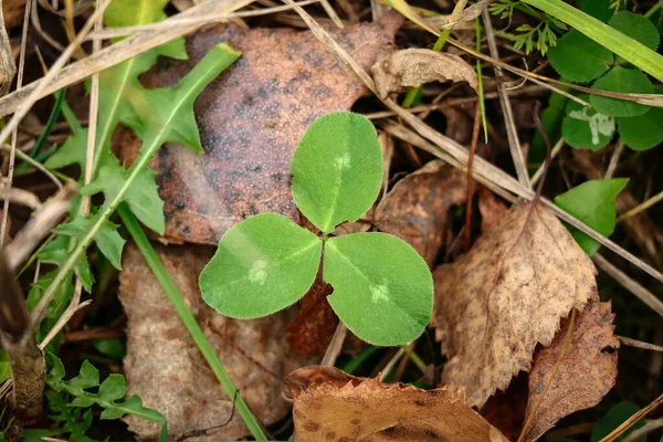 Three leaf clover small plant with white dots sticking out the old dry autumn leaves on grass