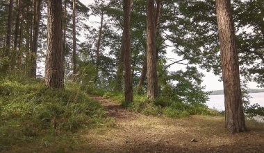 Walking path in a green forest with sunset light beams shining through the trees of the woods