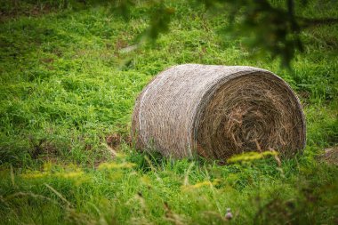 Circular hay stack in a summer field with green tall grass
