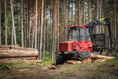 Red heavy duty tractor gathering tree trunks after wood cutting for sanitary cleaning with visible tree logs piled on the side