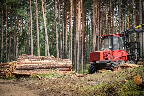 Sanitary tree cutting cleaning of the forest by red tractor in the summer forest with visible tree logs and still standing healthy trees on background