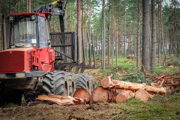 Sanitary tree cutting cleaning of the forest by red tractor in the summer forest