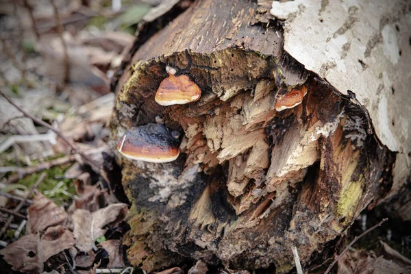 Broken Dried Tree Trunk Small Wild New Tree Fungus Family — Stock Photo, Image