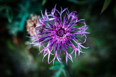 Knapweed Dağı. Centaurea Montana. Açık çiçek. Koyu yeşil arka planda çiçek olarak da bilinir.