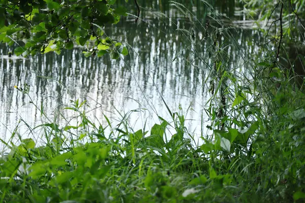 Речная Вода Отражениями Высокой Камыша Между Водной Растительностью Зеленой Травой — стоковое фото