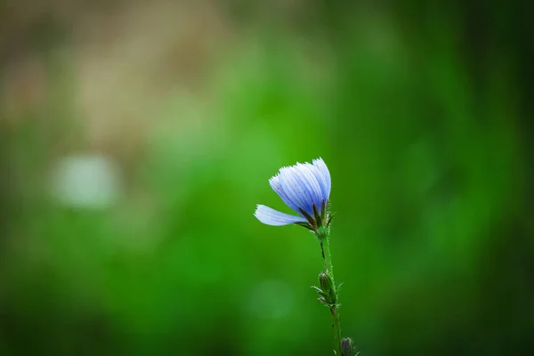 Petite Fleur Chicorée Fermée Bleue Sur Fond Vert Flou Photographie — Photo