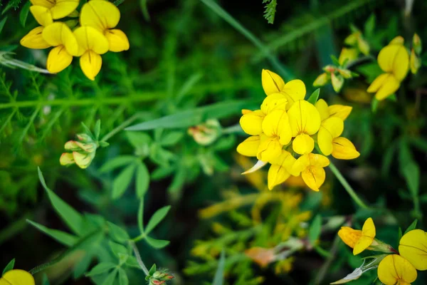 A cluster of lotus corniculatus or Birds Foot Trefoil natural background photography on green leafy background