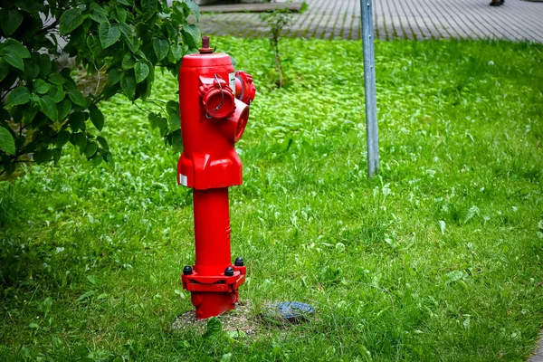 Pojedynczy Jasny Czerwony Hydrant Pożarowy Zielonej Drodze Trawnik Zielony Żywopłot — Zdjęcie stockowe