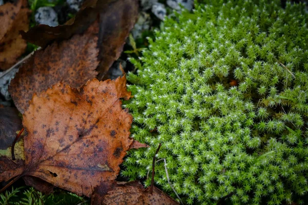 Common green star moss closeup with brown autumn maple leaves fallen on it nature background