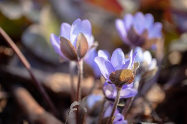 Anemone Hepatica nobilis, gün batımında kuru kahverengi ağaç yapraklarının arka planında hafif mor çiçeklerle çiçek açar.