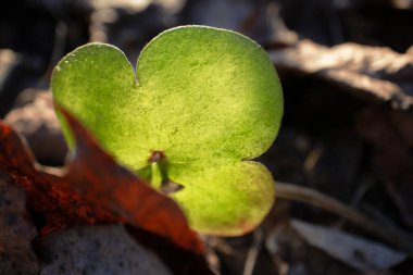 Taze ve yeşil üçlü yuvarlak anemon yaprağı gün batımı ışığına karşı doğada kuru kahverengi yapraklar bulanık arkaplan