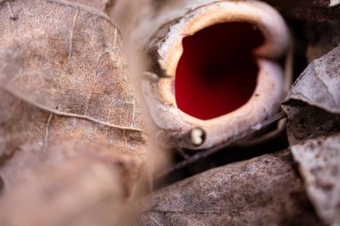 Kırmızı mantar kapağı ters yüz olmuş. Kahverengi kuru yapraklarda yetişiyor. Kış bittikten sonra ilkbaharın başında orman zemininden çıkıyor.