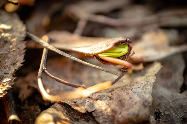 Neue Grüne Ahornkeime Sprießen Frühling Aus Dem Ahornsamen Auf Trockenen — Stockfoto