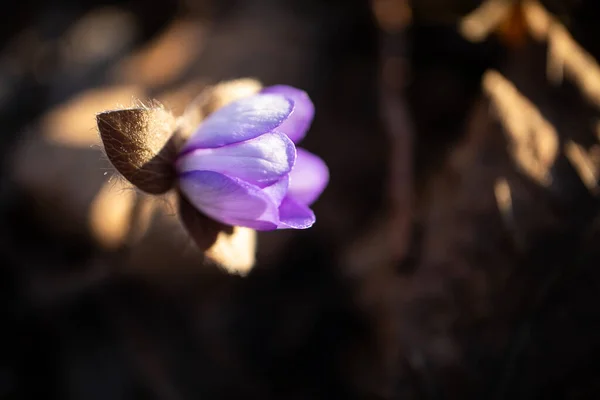 Une Belle Fleur Hepatica Nobilis Anémone Sur Tige Sur Fond — Photo