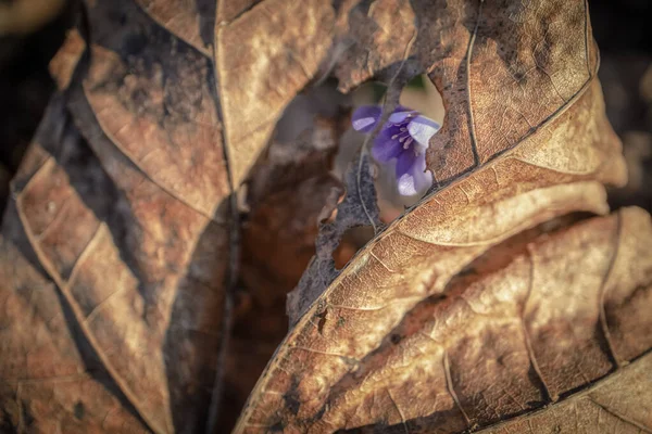 Один Анемон Печени Благородный Фиолетовый Цветок Виден Через Огромную Дыру — стоковое фото