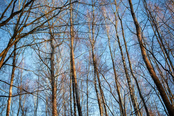 许多苗条的树干后面都有蓝天 预示着夕阳西下 — 图库照片