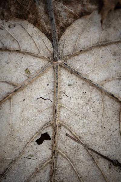 Ξηρό Γκρίζο Υφή Πεσμένο Φύλλο Σφενδάμου Παχιά Φλέβες Στο Έδαφος — Φωτογραφία Αρχείου