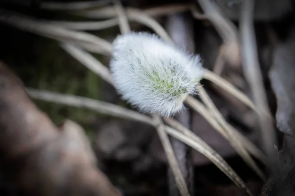 Beautiful Willow Fluffy Bud Fallen Forest Ground Covered Brown Dry — Stock Photo, Image