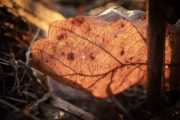 Dry textured bright golden fallen oak leaf with veins and spots against bight orange sunset light