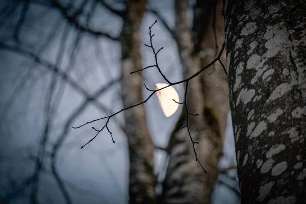 Der Mond Zwischen Ästen Einer Birke Park Hellblauen Himmel Während — Stockfoto