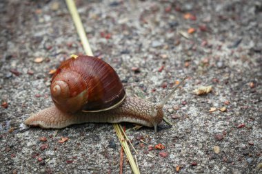 Büyük kahverengi salyangoz ya da Burgundy salyangoz Helix pomatia yazın beton bir yolda sürünüyor ve bir pipetle şehirde geçiyor.