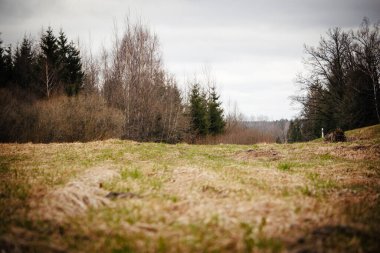 Geçen yılın yüzeyi ile kırsal alanda ilkbahar manzarası. Kahverengi kuru çimenler ve yeni bahar yeşili çimenler.