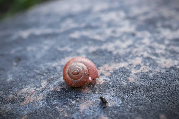 stock image Brown little snail shell covered with sand pieces on textured rock background in sunlight with copy space behind