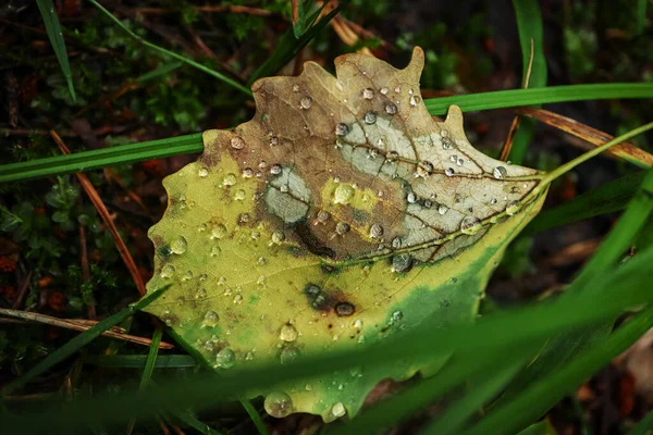 Rain Water Drops Aspen Leaf Hiding Green Forest Grass — Stock Photo, Image
