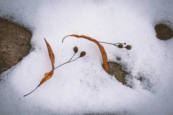 Фон Природы Двумя Кусочками Липы Красивом Снежном Фоне Зимний День — стоковое фото