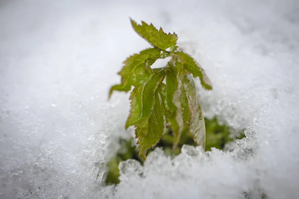 Зеленое Листовое Растение Торчащее Белой Текстурированной Снежной Почвы — стоковое фото