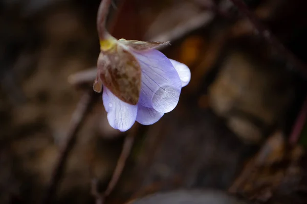 Anémone Hepatica Nobilis Fleur Avec Eau Pluie Goutte Sur Pétale — Photo