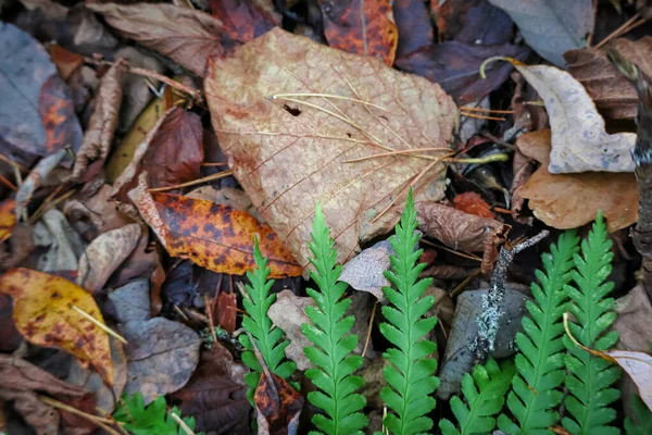 Jasně Zelené Kapradí List Část Ležící Různých Suchých Spadlých Listů — Stock fotografie