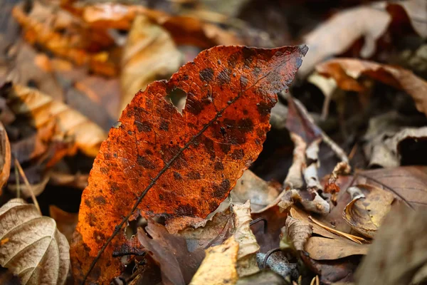 Oblong dark orange ash leaf with spots and holes standing on brown leaves carpet on forest ground