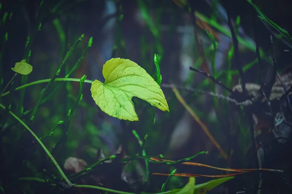 Ανοιχτό Πράσινο Κατεστραμμένο Φύλλο Λεπτό Κλαδί Κατά Σκούρο Θολή Δάσος — Φωτογραφία Αρχείου