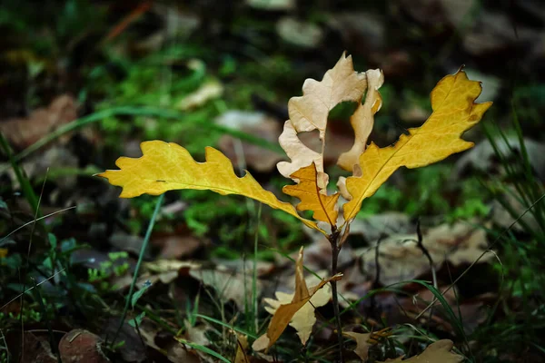 美丽的秋天背景 绿色苔藓上的秋林 阳光下生长着一棵小小的橡树 — 图库照片
