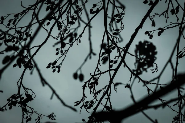 Mavi Gökyüzü Arka Planında Külahları Olan Çıplak Ağaç Ürkütücü Dalları — Stok fotoğraf