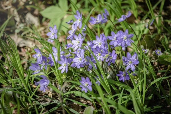 Primavera Flores Púrpuras Hepatica Nobilis Bosque Fondo Hierba Verde Largo — Foto de Stock