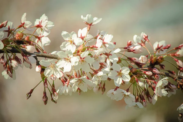 배경에 벚꽃이 배경에 — 스톡 사진