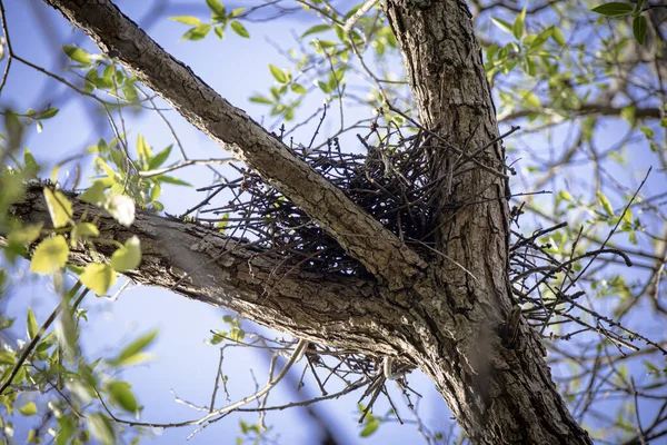 Μικρή Φωλιά Νέου Πουλιού Ψηλά Στο Δέντρο Ανάμεσα Τρία Κλαδιά — Φωτογραφία Αρχείου