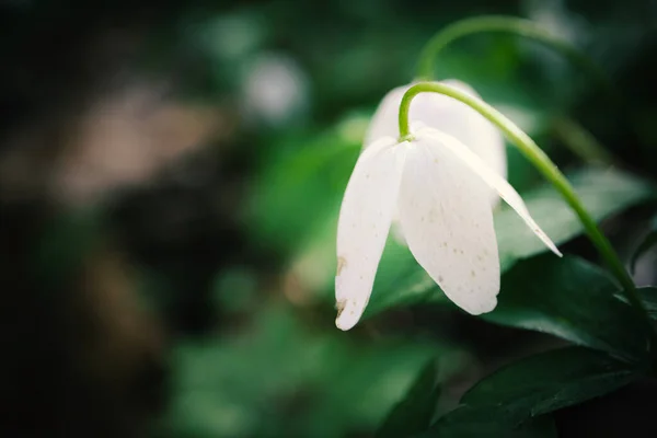 Białe Kwiaty Anemonu Drzewnego Spoglądające Dół Widocznymi Owłosionymi Łodygami Rozmytymi — Zdjęcie stockowe