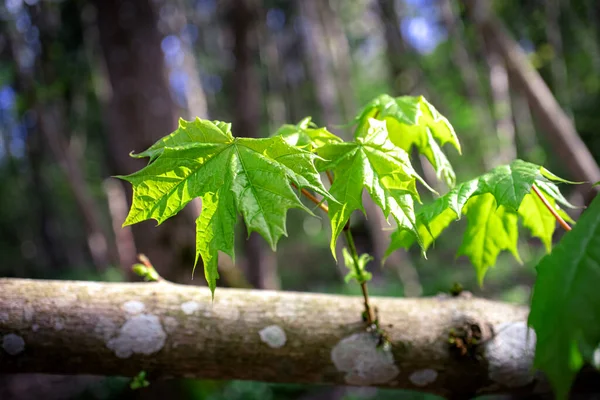 Folhas Ácer Jovens Crescendo Tronco Árvore Caído Com Manchas Brancas — Fotografia de Stock