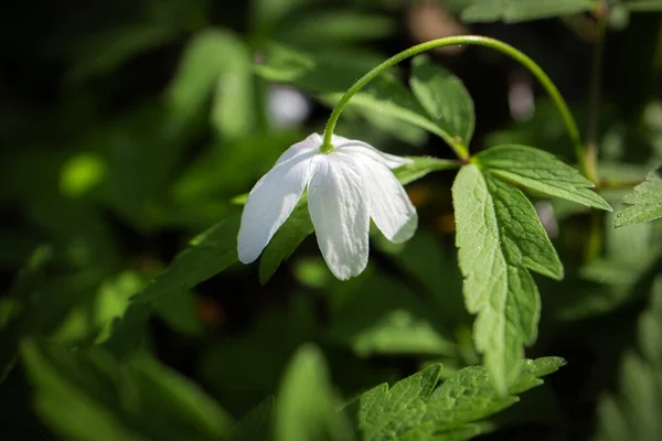 Biały Kwiat Anemonu Drzewnego Spoglądający Dół Widoczną Owłosioną Łodygą Liśćmi — Zdjęcie stockowe