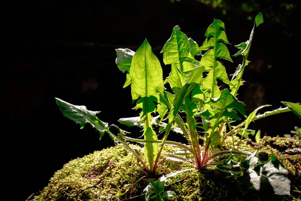Krásné Mladé Pampeliška Zelené Listy Mechem Kopci Proti Západu Slunce — Stock fotografie