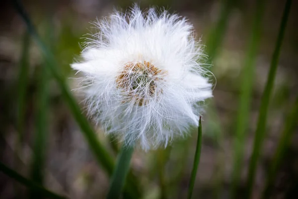 Λευκή Χνουδωτή Μπάλα Σπόρου Του Φυτού Tussilago Farfara Θολό Δασικό — Φωτογραφία Αρχείου