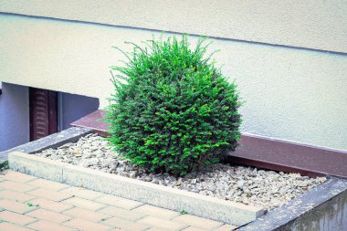 Genç küresel köknar bitkisi güneşli bir şehir caddesinde asfalt yolda taşlarda yetişiyor.
