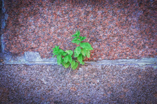 Een Jonge Lenteboom Gras Groeiend Tussen Twee Rauwe Geweven Rode — Stockfoto