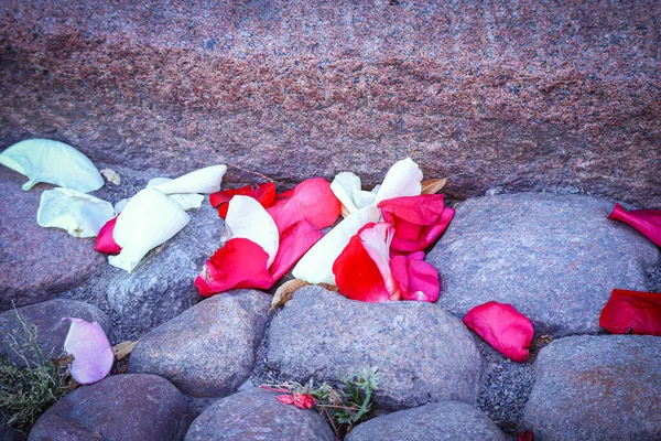 Червона Біла Троянди Пелюстки Квітів Лежать Скелях Старої Дороги Після — стокове фото