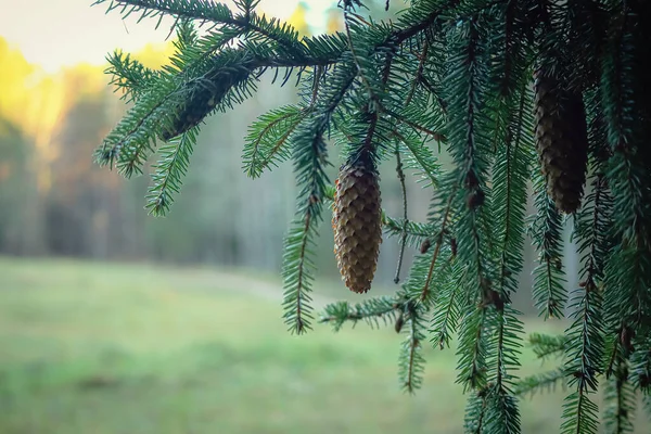 One Long Pine Cone Hanging Branch Background Green Meadow Orange — Stock Photo, Image